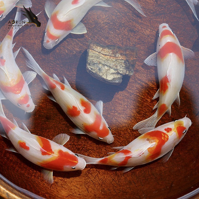 紫外線抵抗力があるエポキシ樹脂卓上にエポキシの木製の注入口をする宝石類